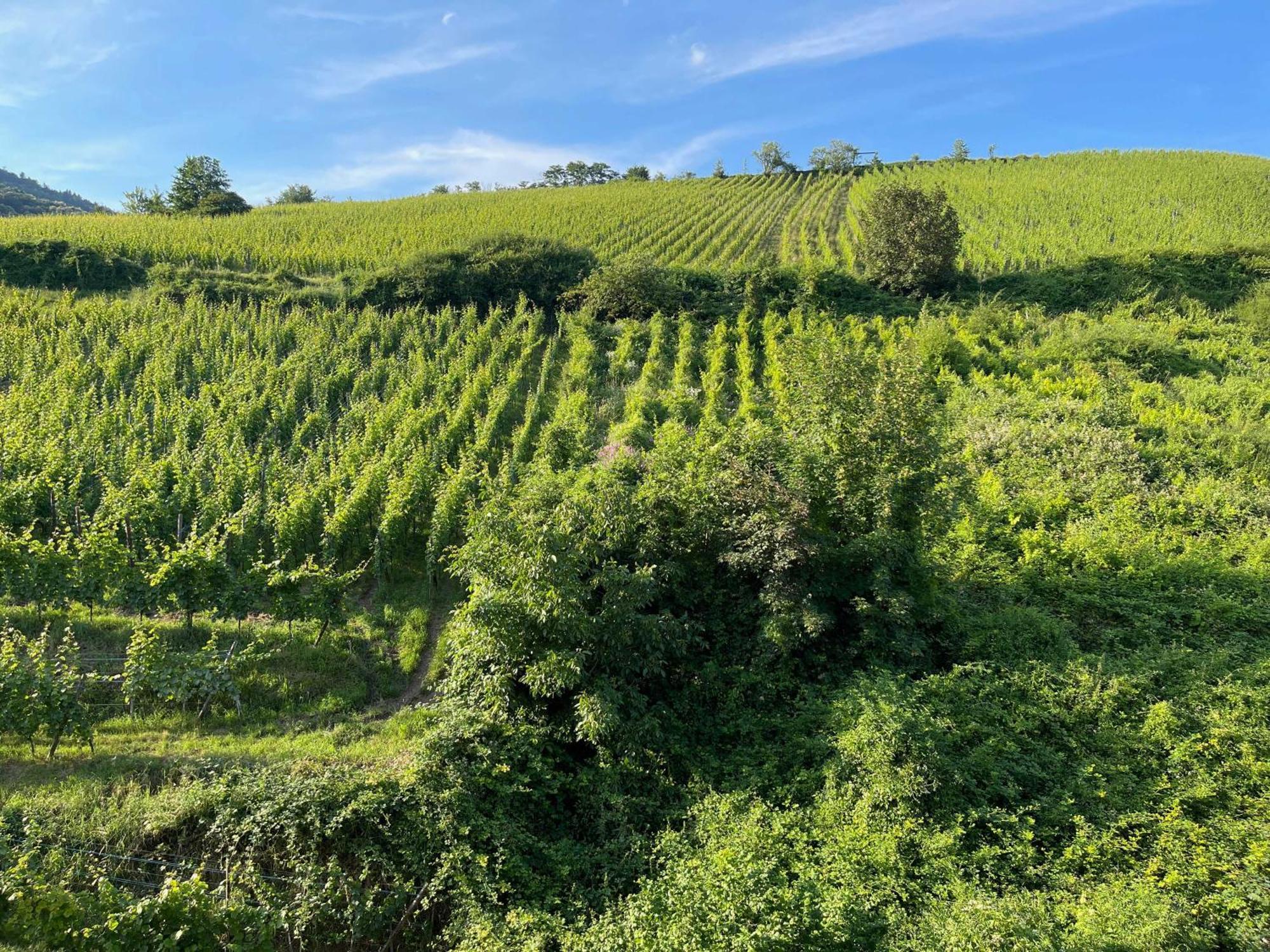 Gite Maison Des Vignerons Riquewihr Exterior foto